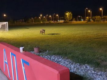 Αγριογούρουνο στα γήπεδα του Σταυρακίου (photos)