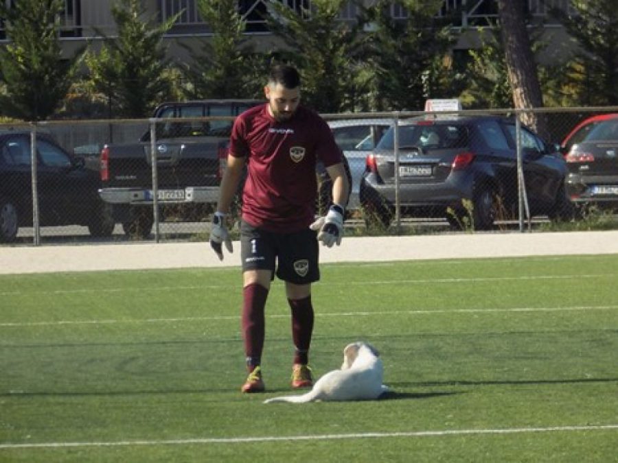 Το σκυλάκι της Λιμνοπούλας (video)